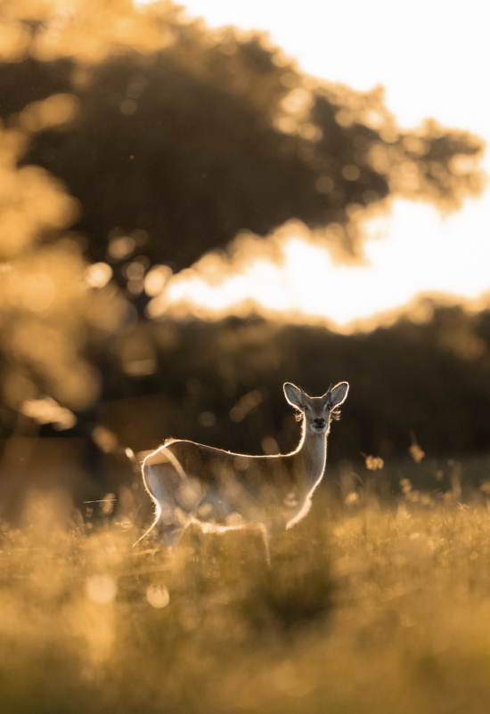 Deer | Ameliya Safaris